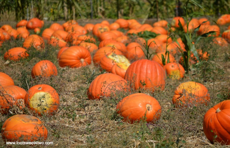 Do you have pumpkin fever? That's the illness you get in the fall that takes away your power to only choose one pumpkin. Every year we venture out on a quest to the great pumpkin patch in search of the perfect pumpkin and every year we come home with more than one! The good news about pumpkin fever: it only lasts a month and then you get to make pumpkin pie!