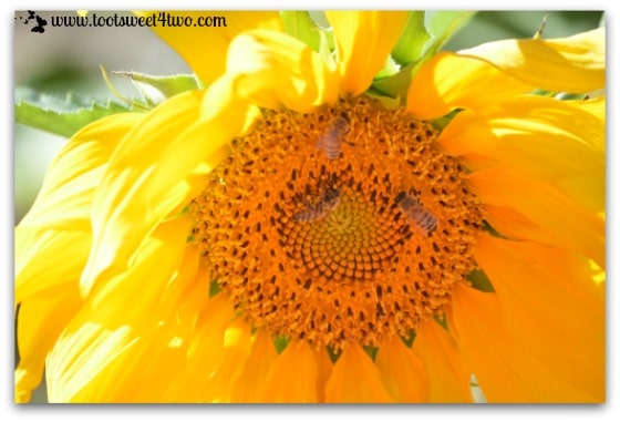 Sunflower close-up and 3 bees