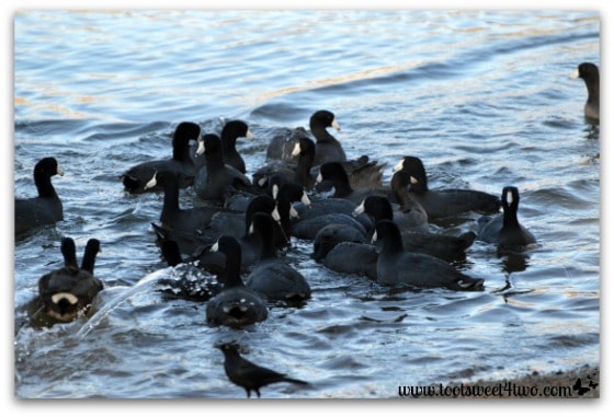A raft of American Coots head into Lake Poway