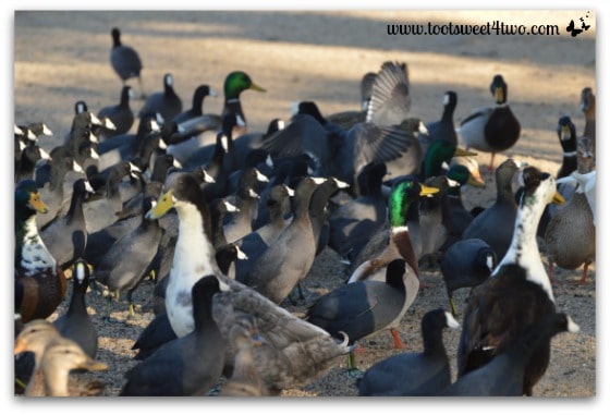 American Coots and friends