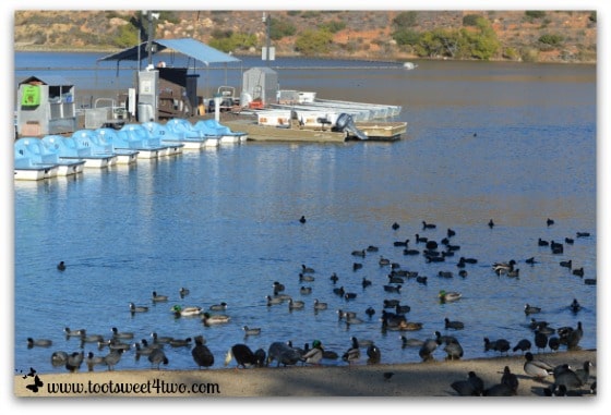 Ducks and American Coots on Lake Poway