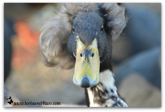 Front view of Crested Duck's headdress