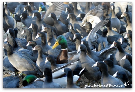 Mallard surrounded by American Coots