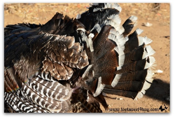 Ruffled turkey feathers