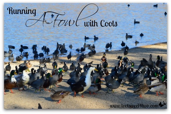 Running A-Fowl with Coots cover