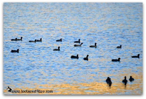 The American coots of Lake Poway
