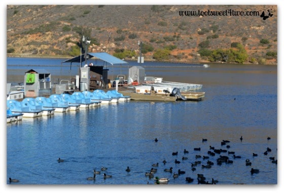 The boat dock and the American coots at Lake Poway