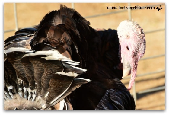 Turkey checking his feathers