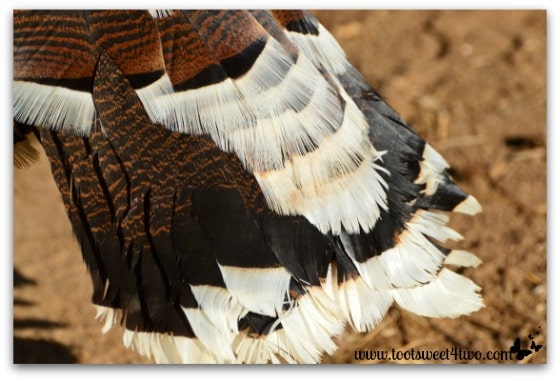 Turkey tail feathers