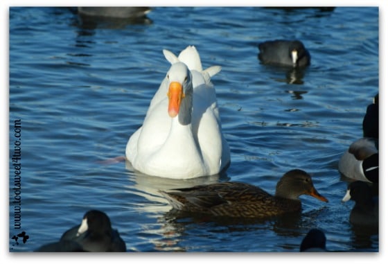White goose and female duck swimming