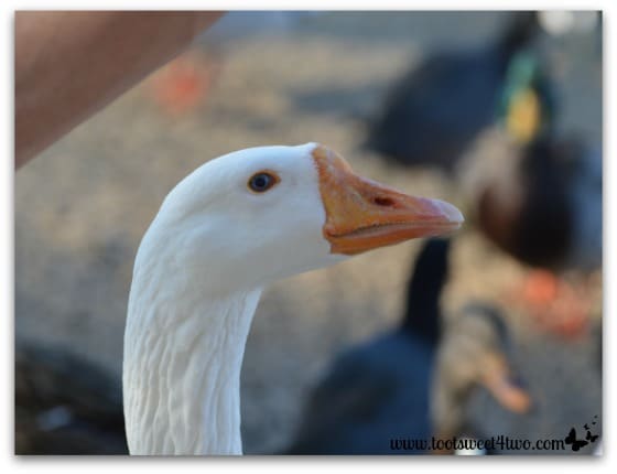 White goose close-up