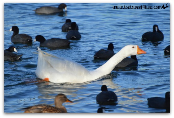 White goose swimming in a sea of American Coots