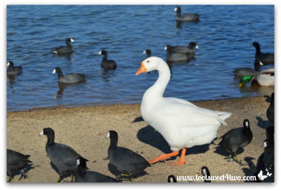 White goose walking with American Coots