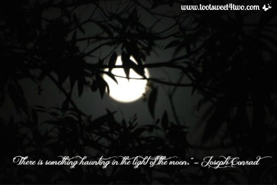 October 2013 Favorite Quote - Light of the Moon