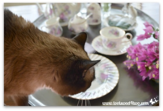 Coco checking out the tea service - Picture Perfect