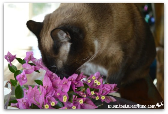 Coco crushing on Bougainvillea - Picture Perfect