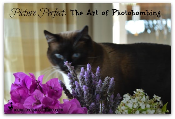 Coco sniffing flowers - Picture Perfect cover