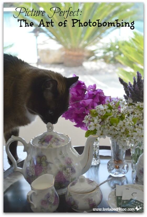 Coco sniffing tea pot - Picture Perfect