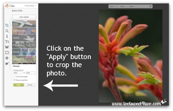 Click on Apply in PicMonkey