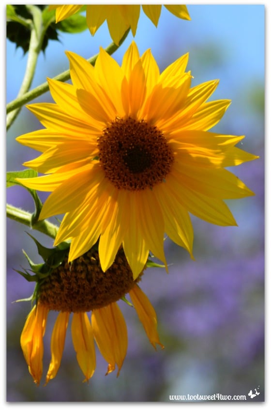 Double sunflower - vertical