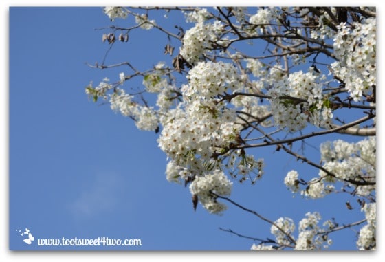 Flowering Pear Tree - The Best of the Rest of Your Life