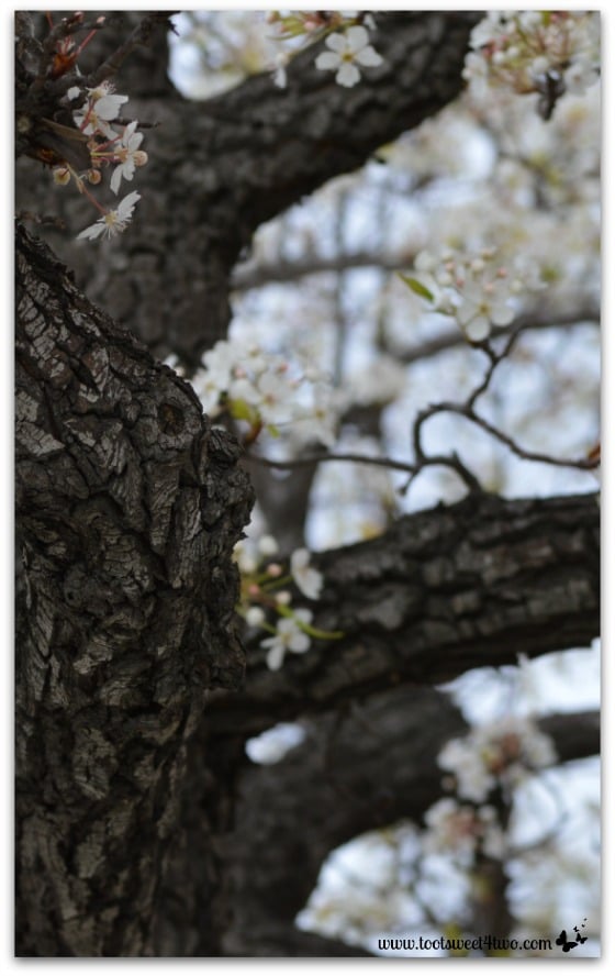 Flowering Pear Tree Trunk vertical - The Best of the Rest of Your Life