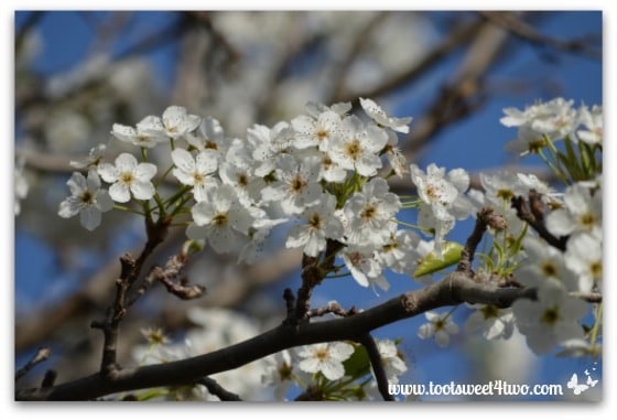 Flowering Pear Tree branch - The Best of the Rest of Your Life