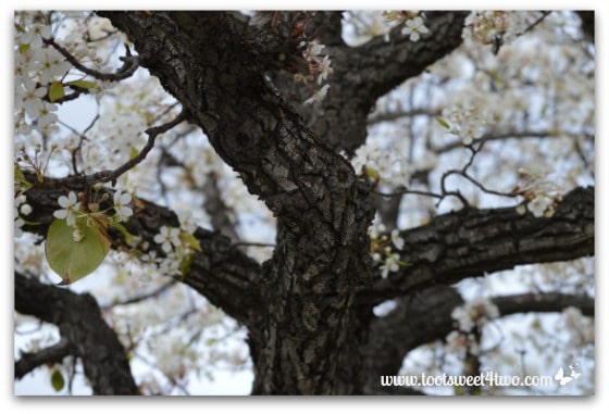 Flowering Pear Tree trunk - The Best of the Rest of Your Life