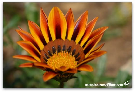 Gazania - The Best of the Rest of Your Life