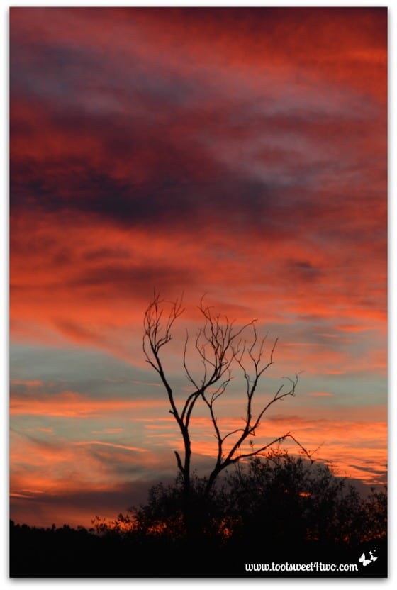 Sunset with skeleton tree in my valley - Saving Mr. Lincoln's Retirement
