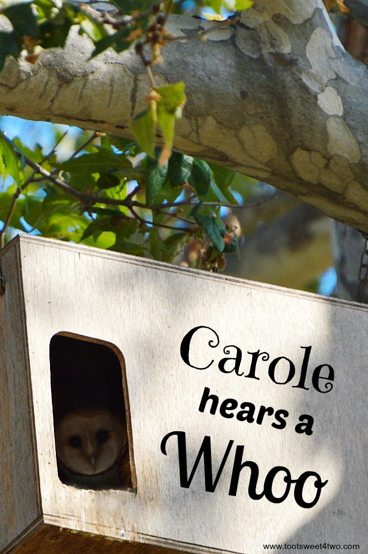 Carole Hears a Whoo cover