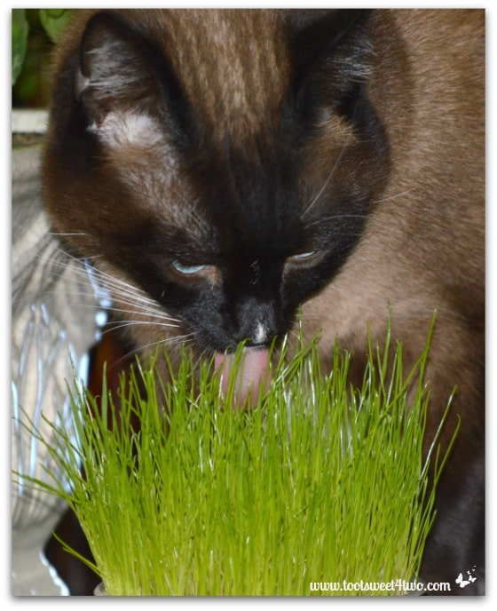 Coco eating kitty grass - 42 Shades of Green