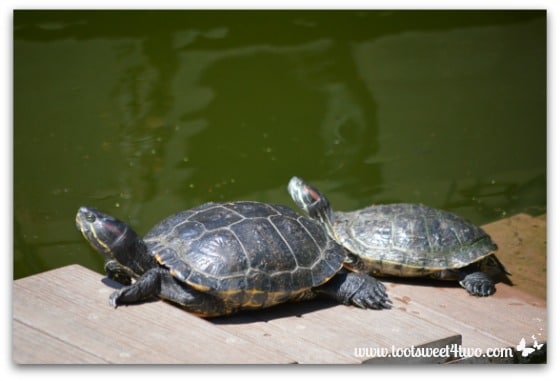 Turtles sunbathing near a green pond - 42 Shades of Green