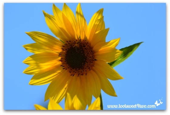 Sunflower in the blue sky - My Favorite Day