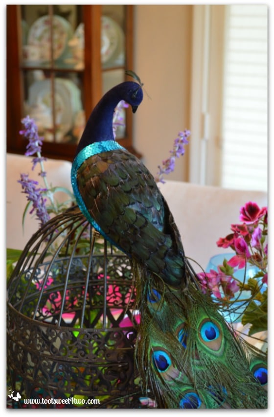 Peacock on top of a birdcage for the Peacock table