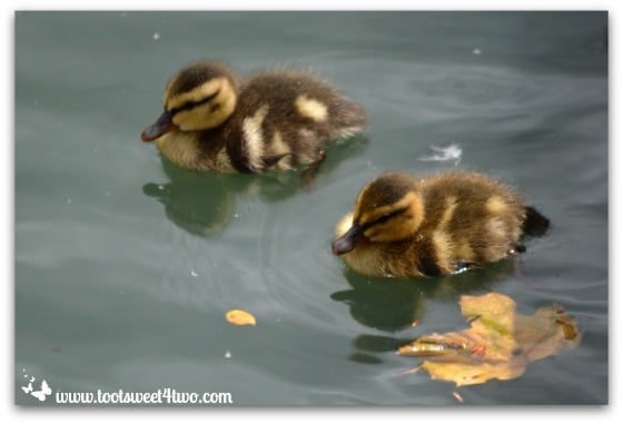 2 baby ducklings swimming - Things I've Learned in 2 Years of Blogging