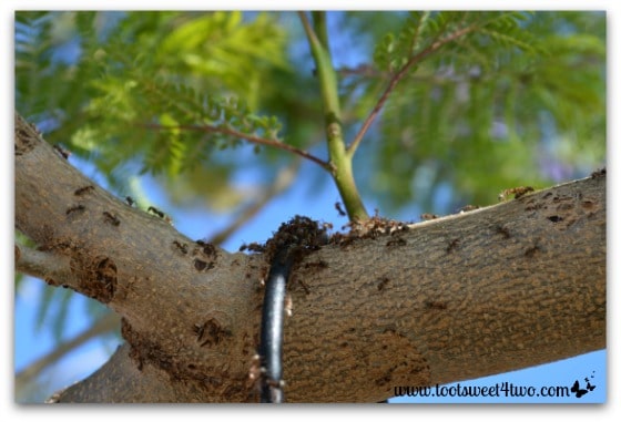 Ants in the Jacaranda Tree - Ant Bait