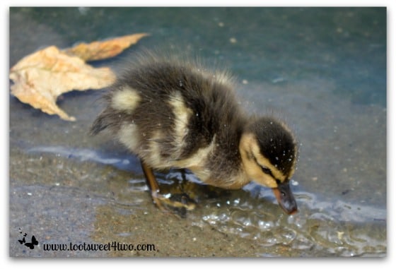 Baby duck shaking water droplets off his body - Things I've Learned in 2 Years of Blogging