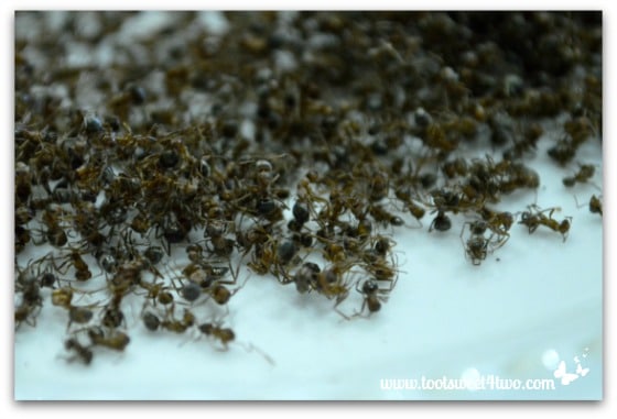 Close-up of dead ants on a plate - Ant Bait