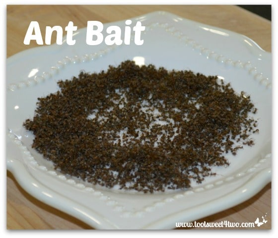 Dead ants on a plate - Ant Bait