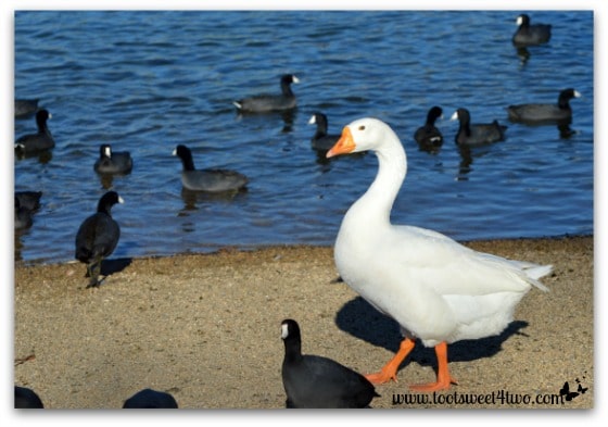 Goose and American Coots on Lake Poway - Things I've Learned in 2 Years of Blogging