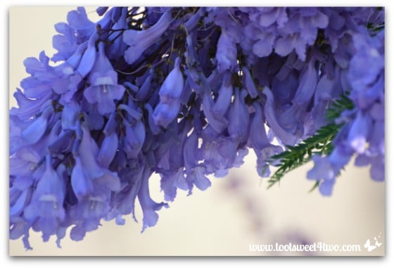 Jacaranda tree branch dripping in blossoms - Ant Bait