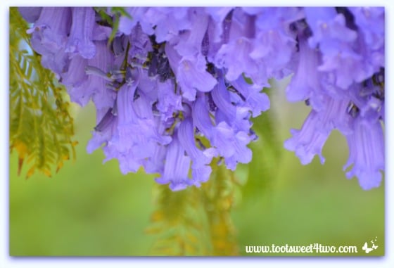 Jacaranda tree branch with blossoms - Ant Bait