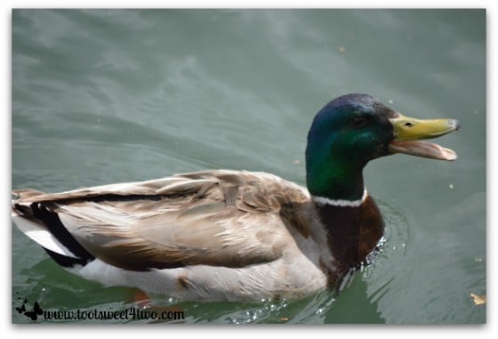 Mallard quacking on Temecula Pond - Things I've Learned in 2 Years of Blogging