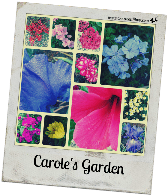 PicMonkey Basics - Collage - Carole's Garden Poloriod