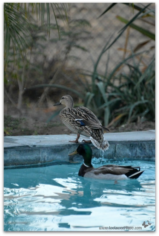 Pic 10 - Female duck getting out of pool - Paradise Found