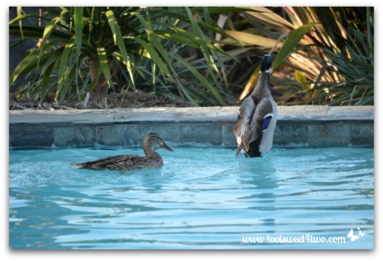 Pic 15 - Mallard getting out of pool - Paradise Found