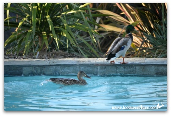 Pic 16 - Mallard out of pool and female duck's wake - Paradise Found