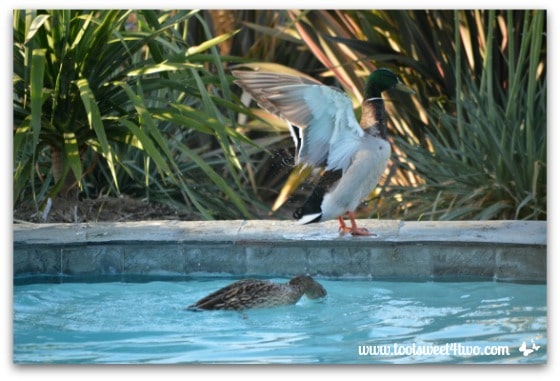 Pic 20 - Mallard flapping wings - Paradise Found