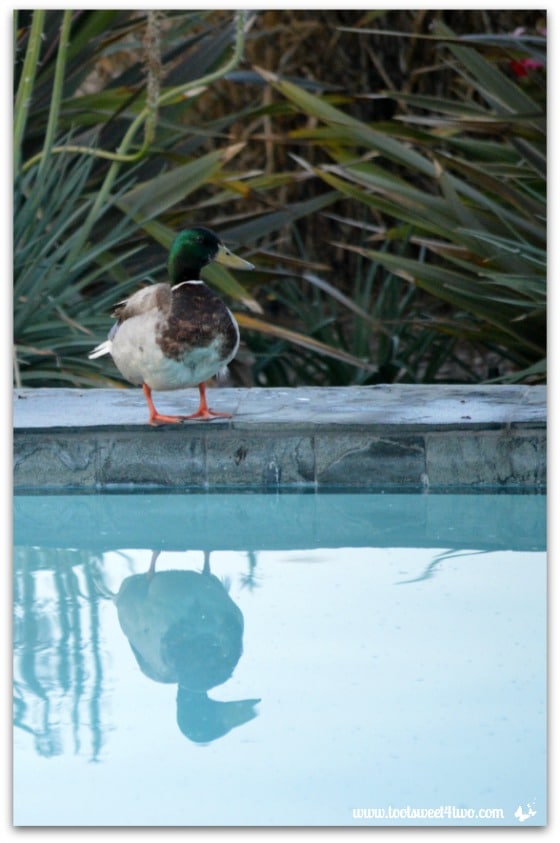 Pic 3 - Mallard at the edge of my pool - Paradise Found